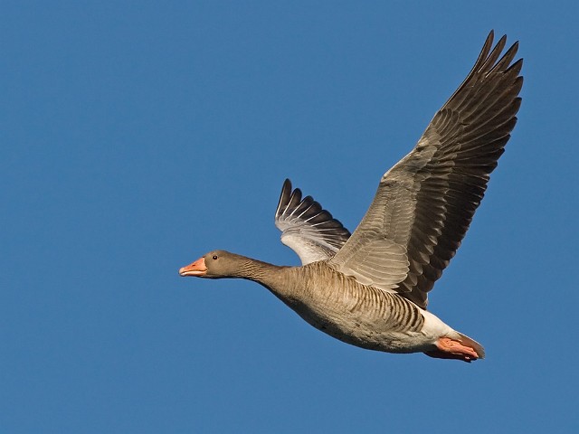Graugans Anser anser Greylag Goose 